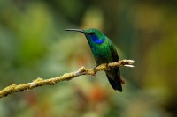 Kolibrik modrouchy - Colibri cyanotus - Lesser Violetear 6030